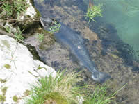 Salmón nadando en las orillas del Cares