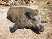 Jabalí cazado en los montes de Peñamellera Alta